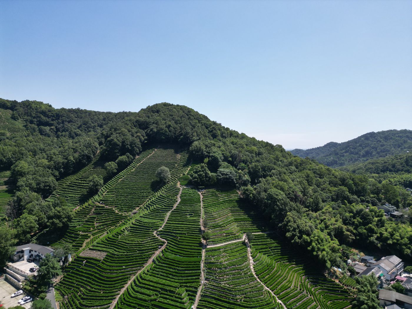 Longjing tea fields near Hangzhou for Chinese tea culture tour