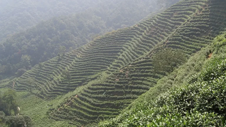 Green tea plantation in Hangzhou, Zhejiang